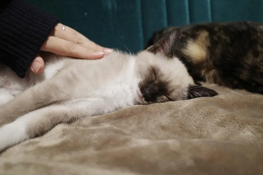 sirabee20251209muji5