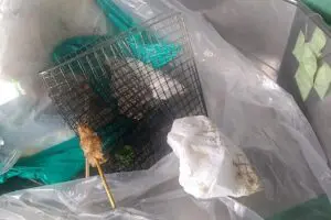 sirabee20251225nexconakanihon4