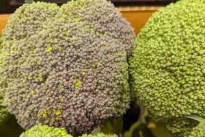 美味しいブロッコリーの見分け方、野菜のプロは「紫色を買う」と判明　驚きの理由に「知らなかった…」