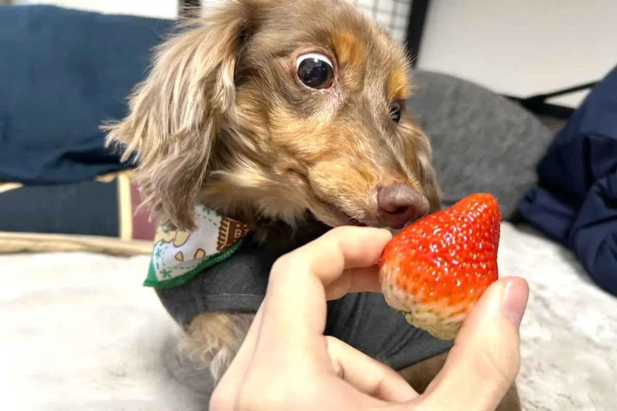 sirabee20260114strawberry3