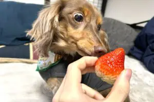 sirabee20260114strawberry3