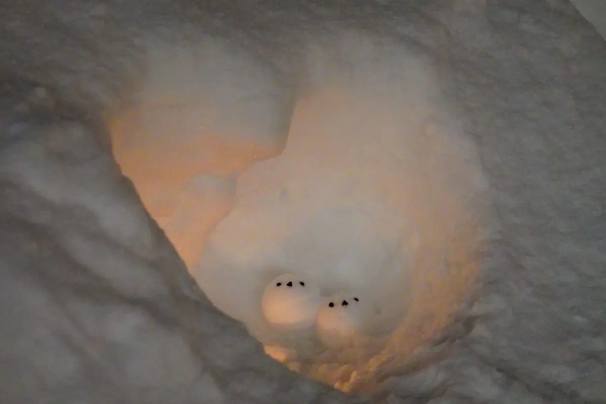 sirabee20260119otaru5