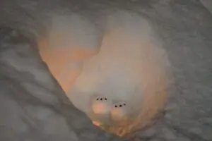 sirabee20260119otaru5