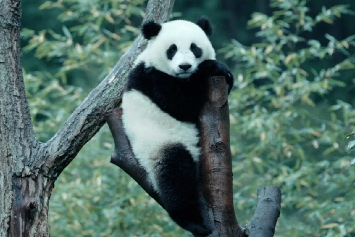 sirabee20260126panda1