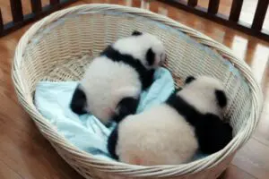 “パンダロス”の人に朗報! 上野動物園の人気者だったシャンシャンの姿も見られるドキュメンタリー作品