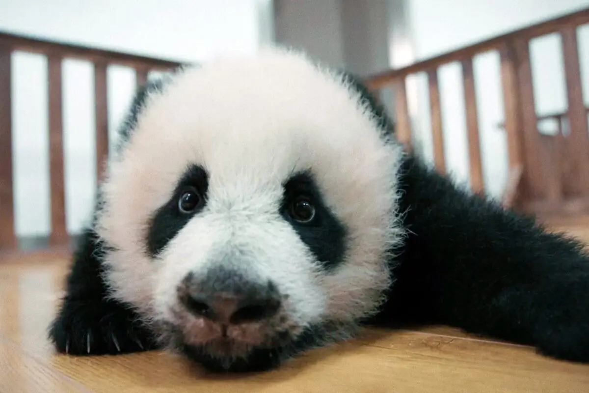 sirabee20260126panda4