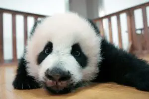 sirabee20260126panda4