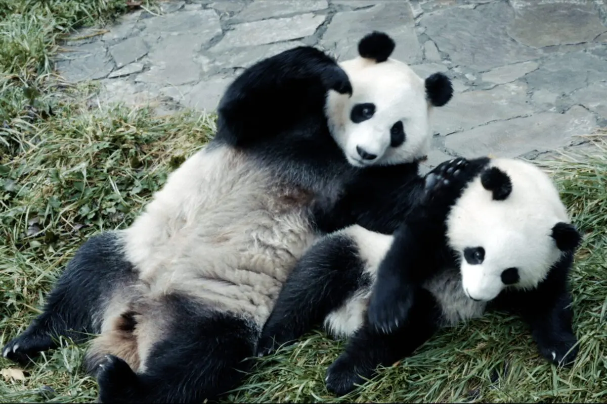 sirabee20260126panda5