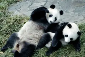 sirabee20260126panda5