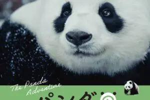 sirabee20260126panda6