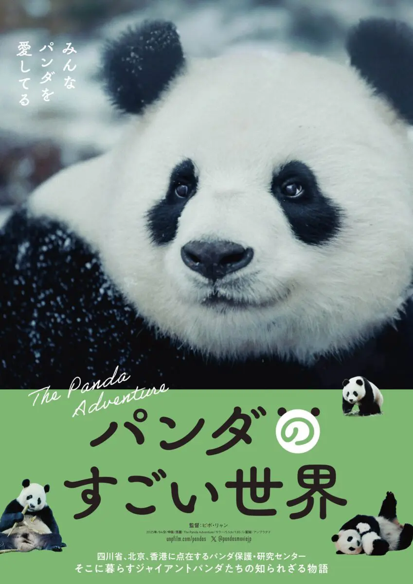 sirabee20260126panda6