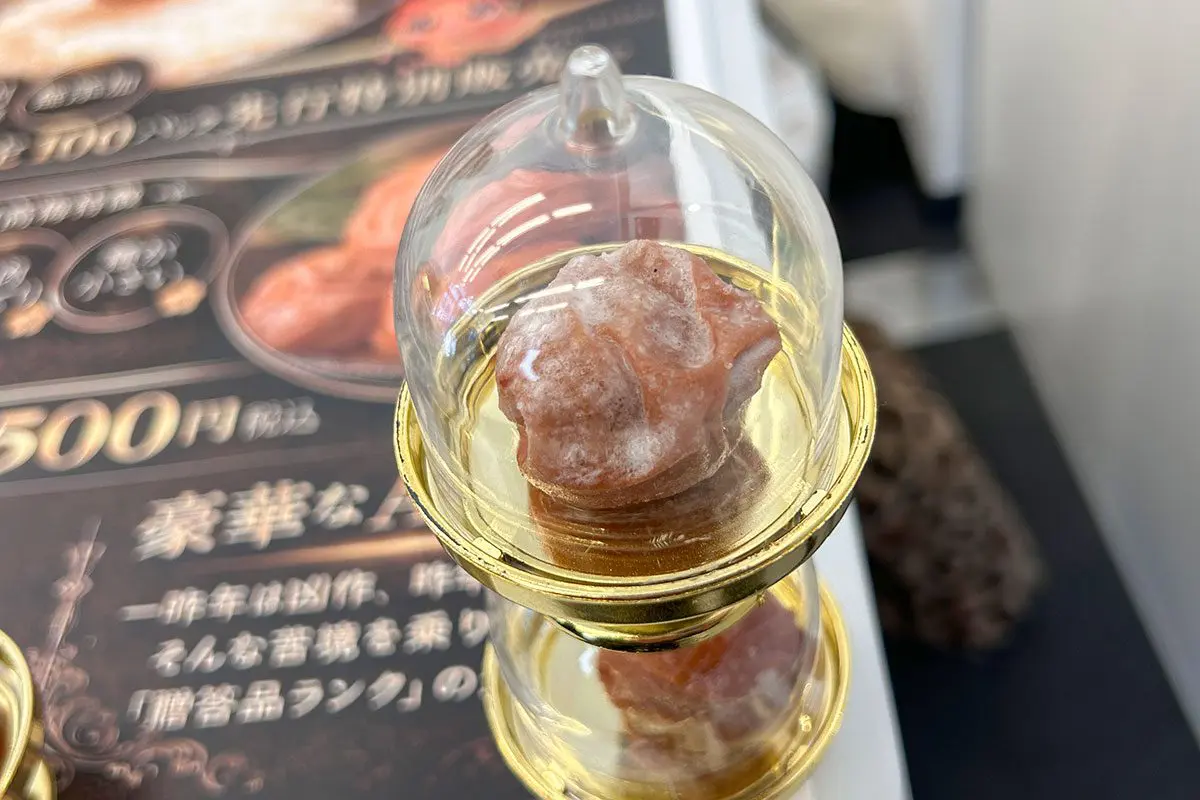 sirabee20260127umeboshi_gal00010