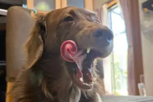 あくびをした愛犬、ベロの形が異次元すぎると話題に　「そんなことある！？」とネット民驚愕