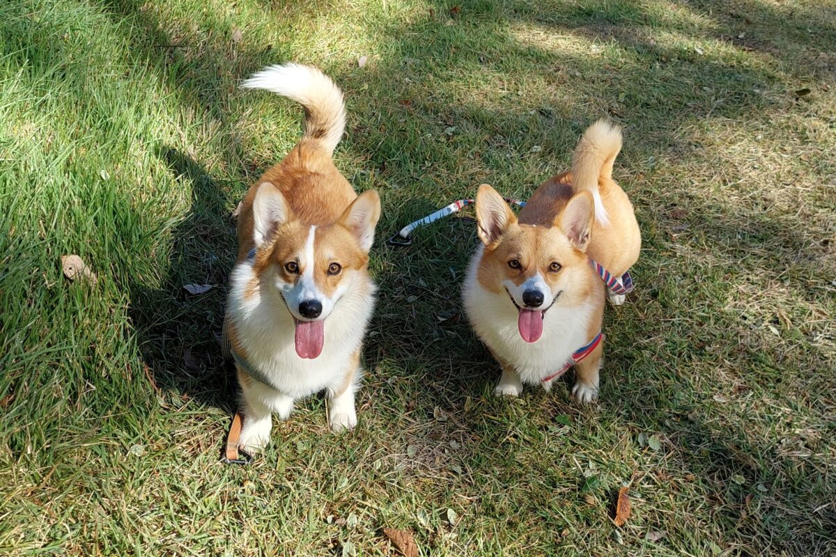 ちくわちゃんとつみれちゃん