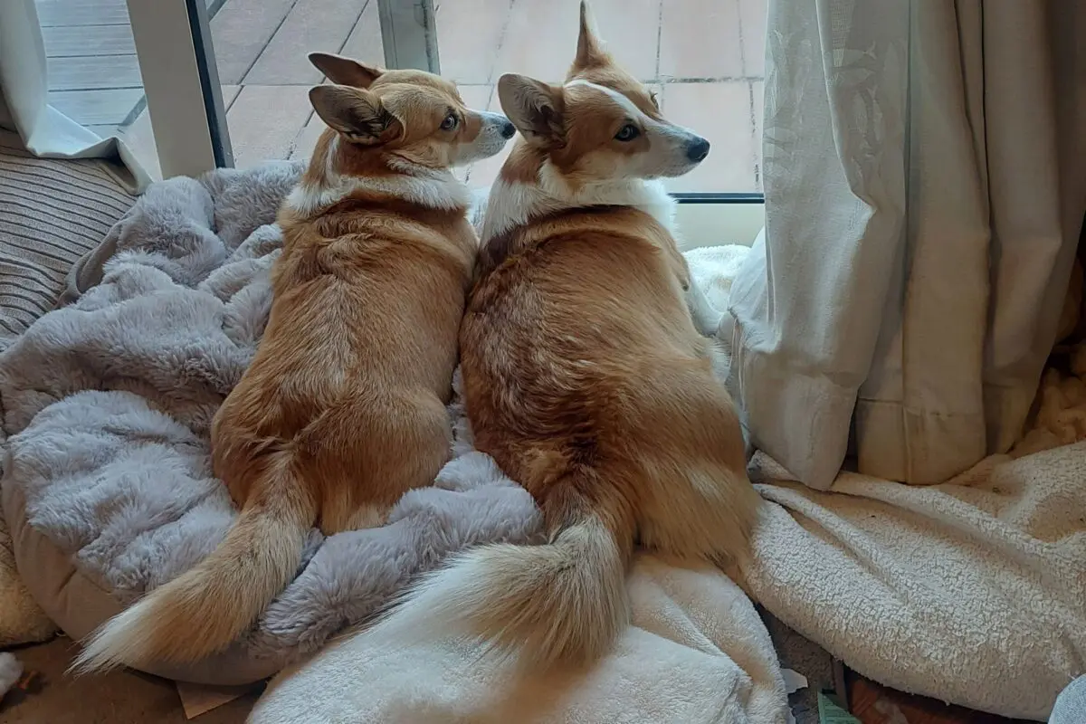 sirabee20260209corgi2