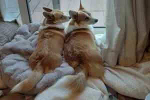 sirabee20260209corgi2