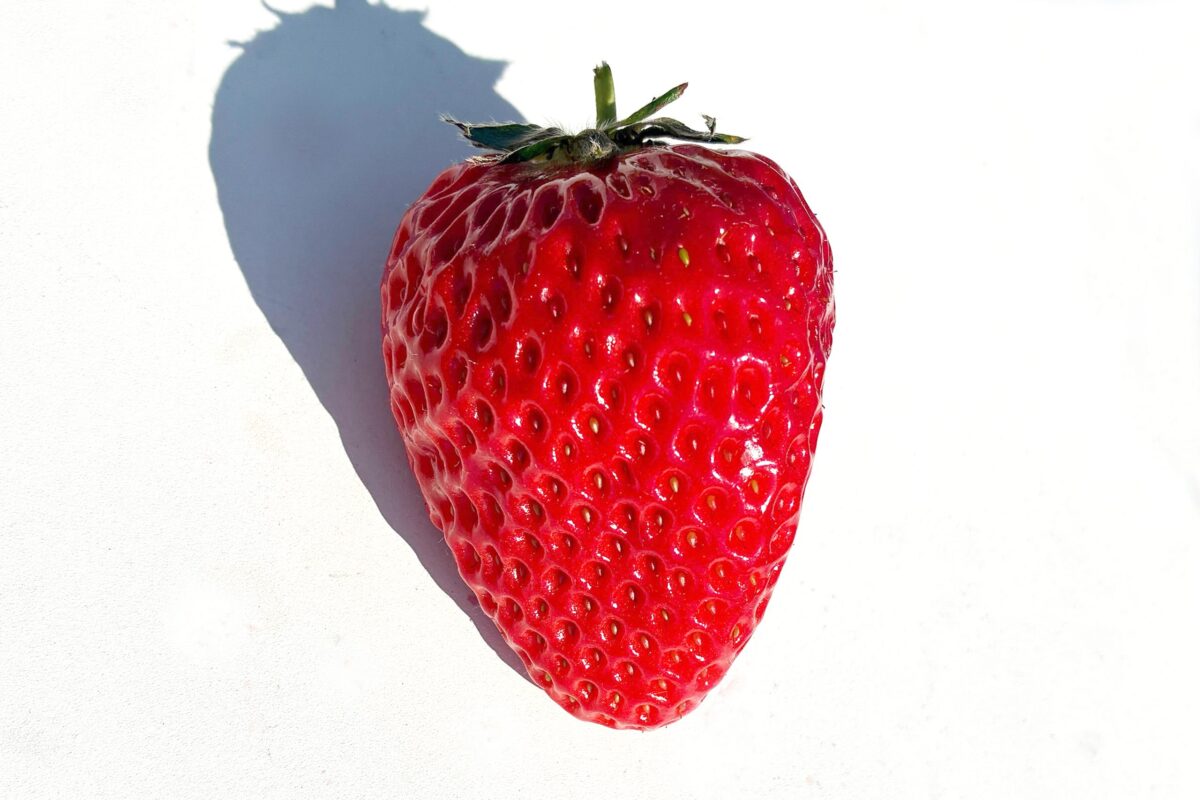 いちご・イチゴ・いちご狩り