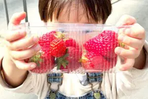 いちご狩りで検証、「甘い・酸っぱい」見分け方は本当だった…　プロが教える4つで「簡単に探せた！」