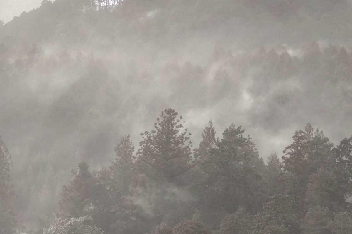 東京都青梅市の花粉