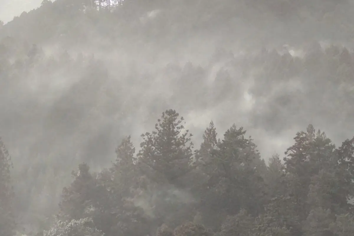 sirabee20260306kafun3