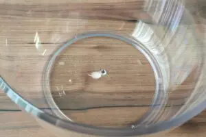 sirabee20260306salad6