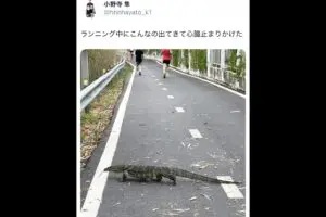 K−1選手、ランニング中に“巨大な生物”と遭遇「心臓止まりかけた」　その正体は…