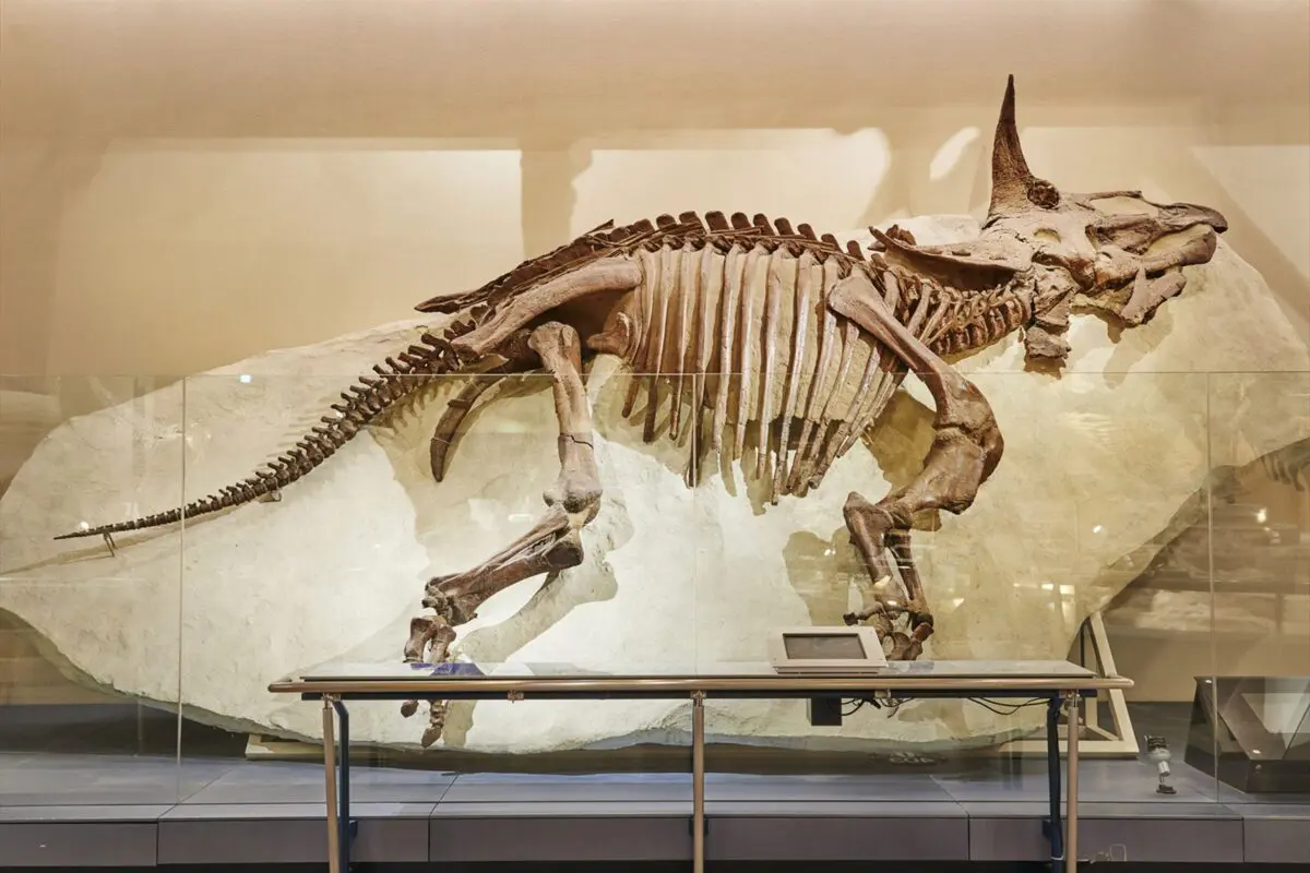 sirabee20260320triceratops
