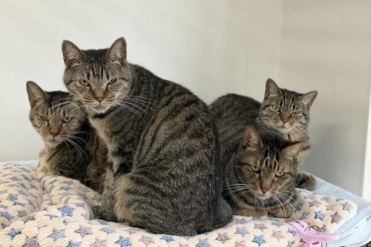 神奈川県動物愛護センターのキジトラ