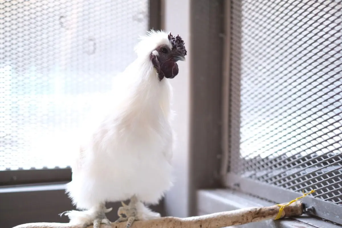 sirabee202603230kanagawa10