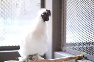 sirabee202603230kanagawa10