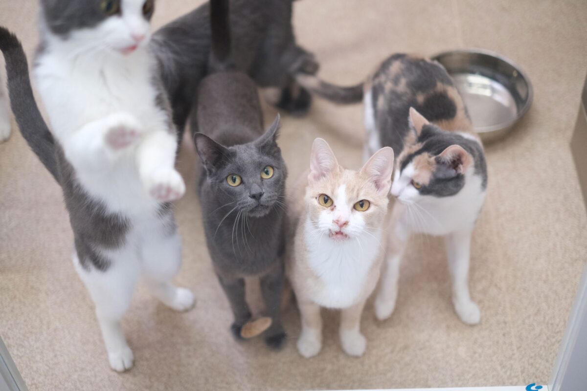 神奈川県動物愛護センターの猫