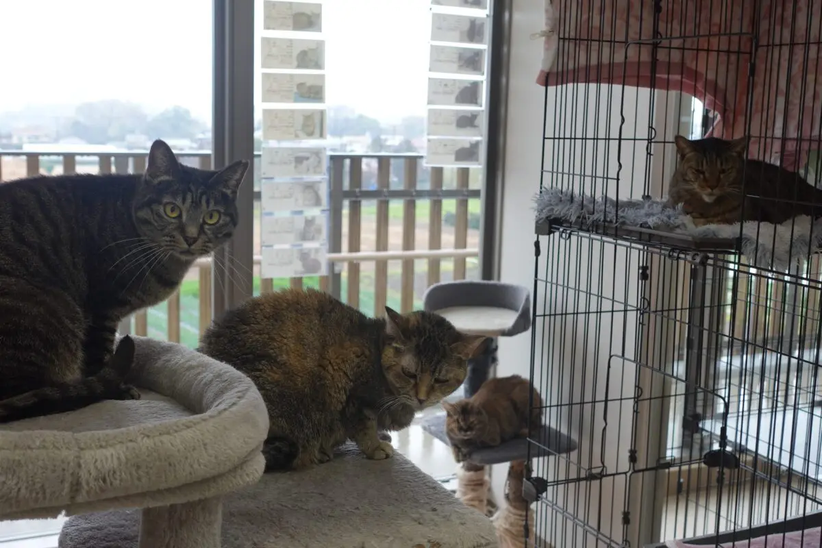 sirabee202603230kanagawa2