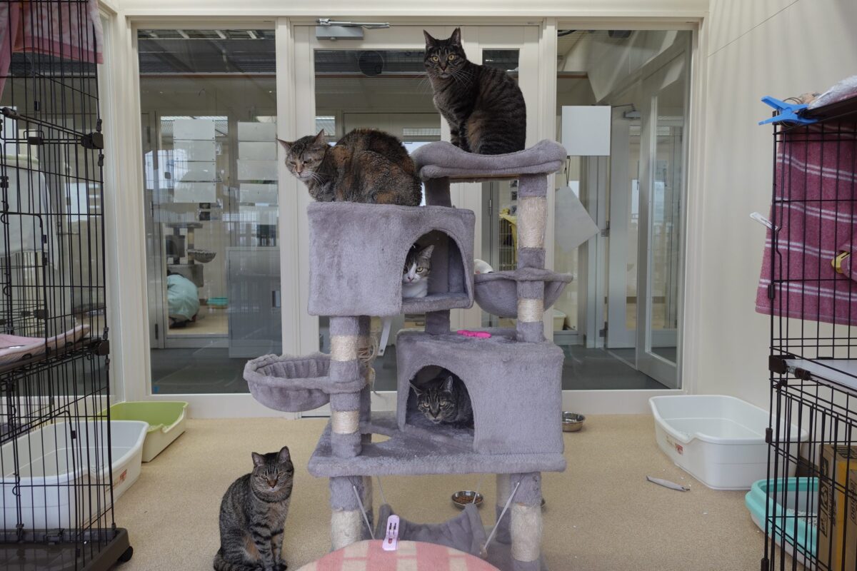 神奈川県動物愛護センターのキジトラ