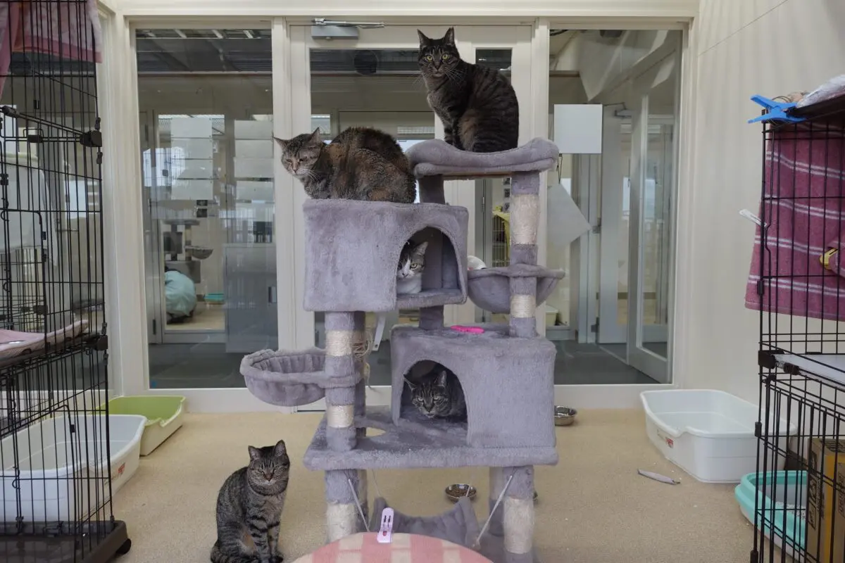 sirabee202603230kanagawa3