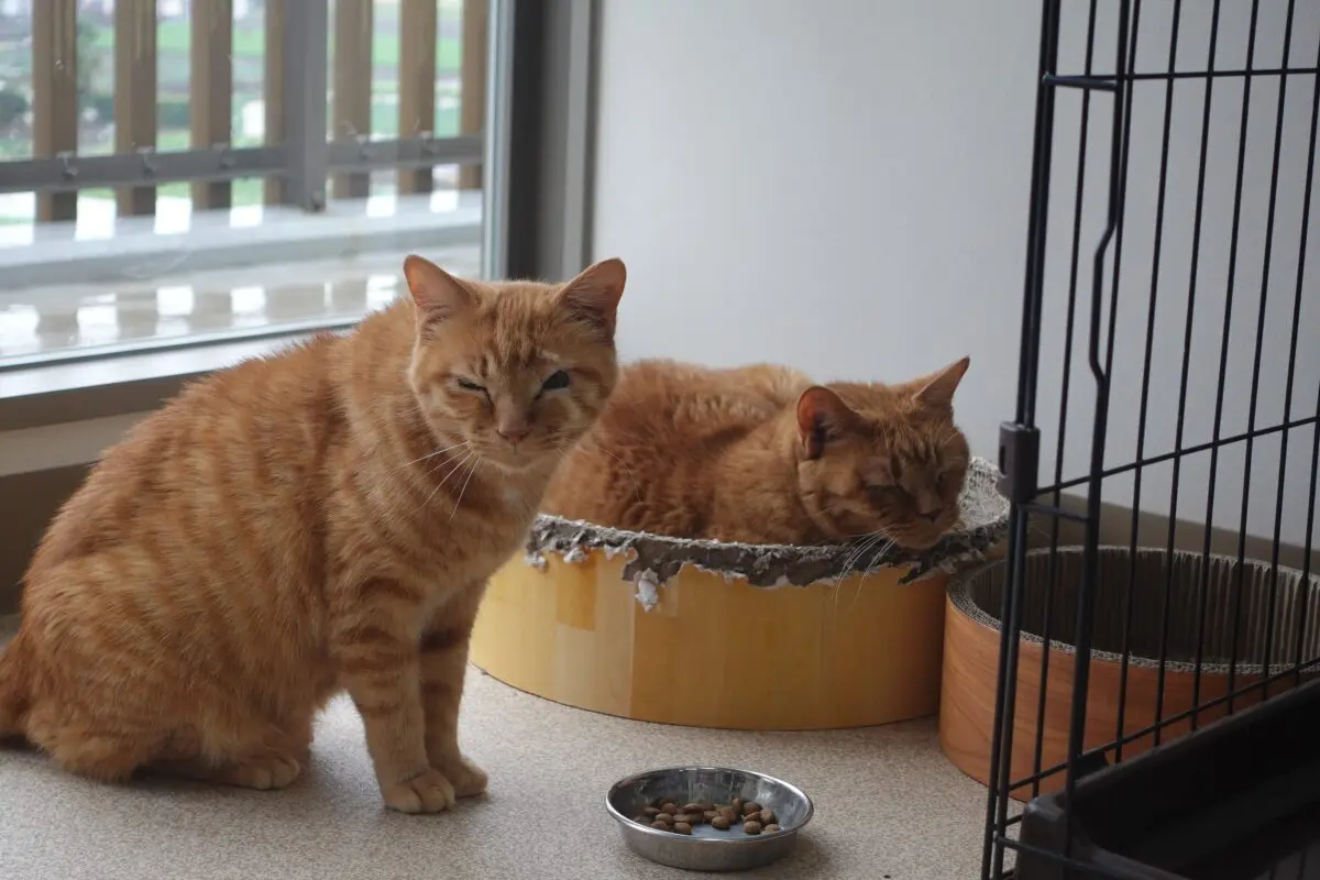 sirabee202603230kanagawa4