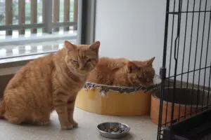 sirabee202603230kanagawa4