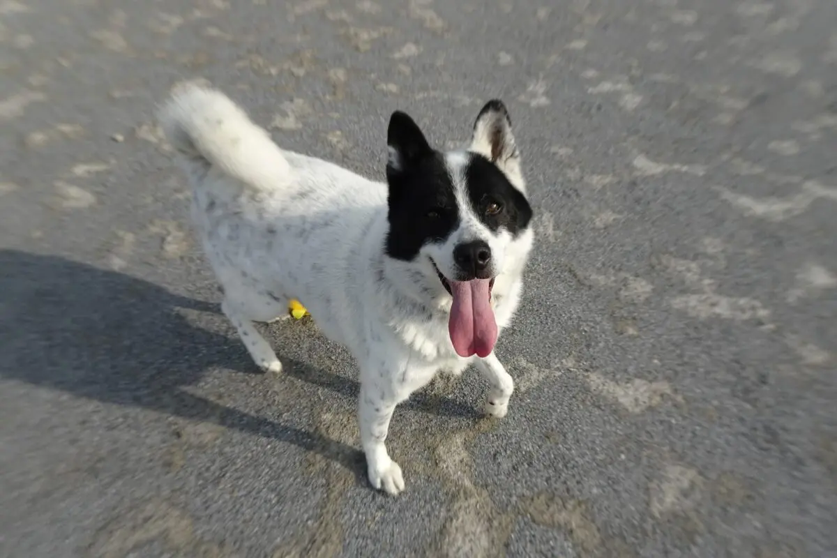 sirabee202603230kanagawa5