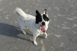 sirabee202603230kanagawa5