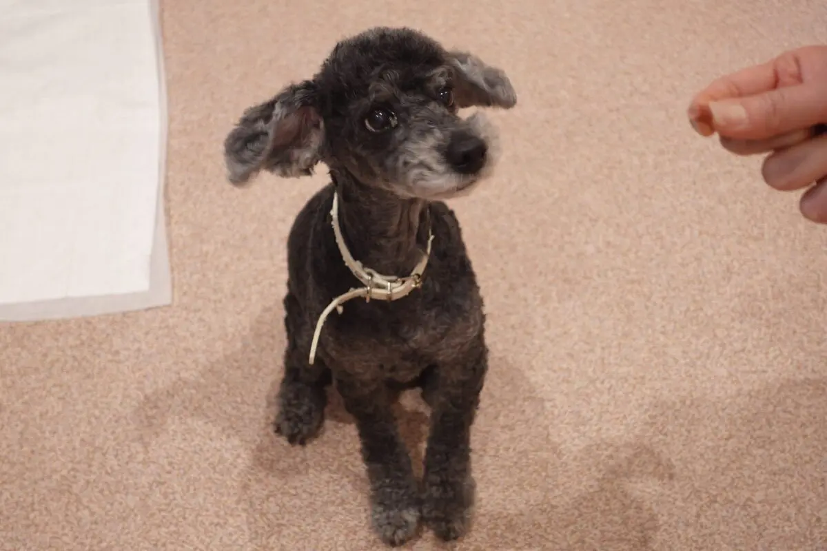 sirabee202603230kanagawa7