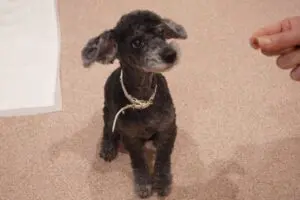 sirabee202603230kanagawa7