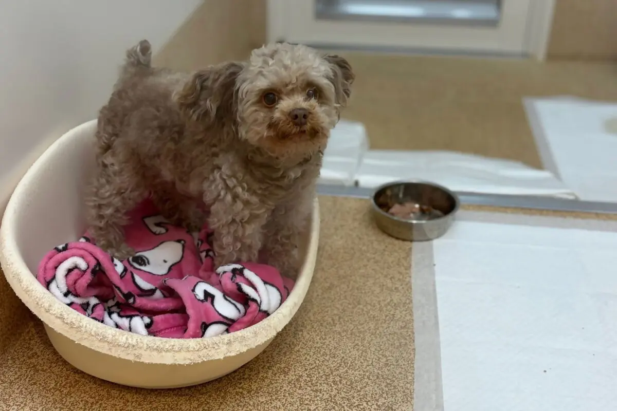 sirabee202603230kanagawa8