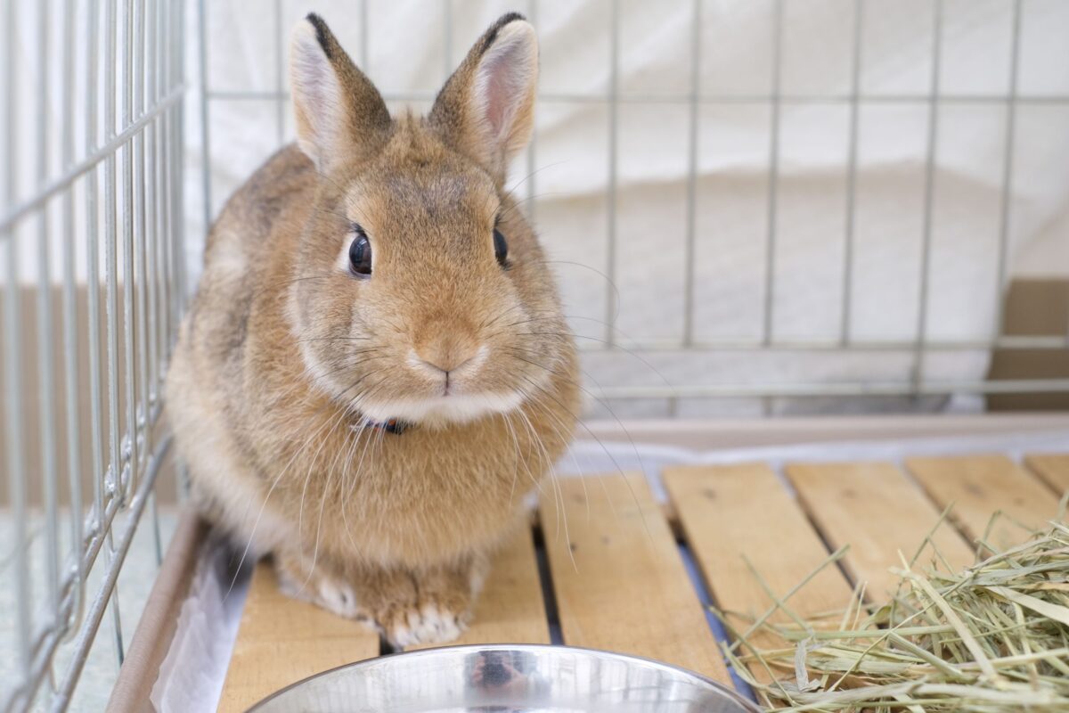 神奈川県動物愛護センターのうさぎ