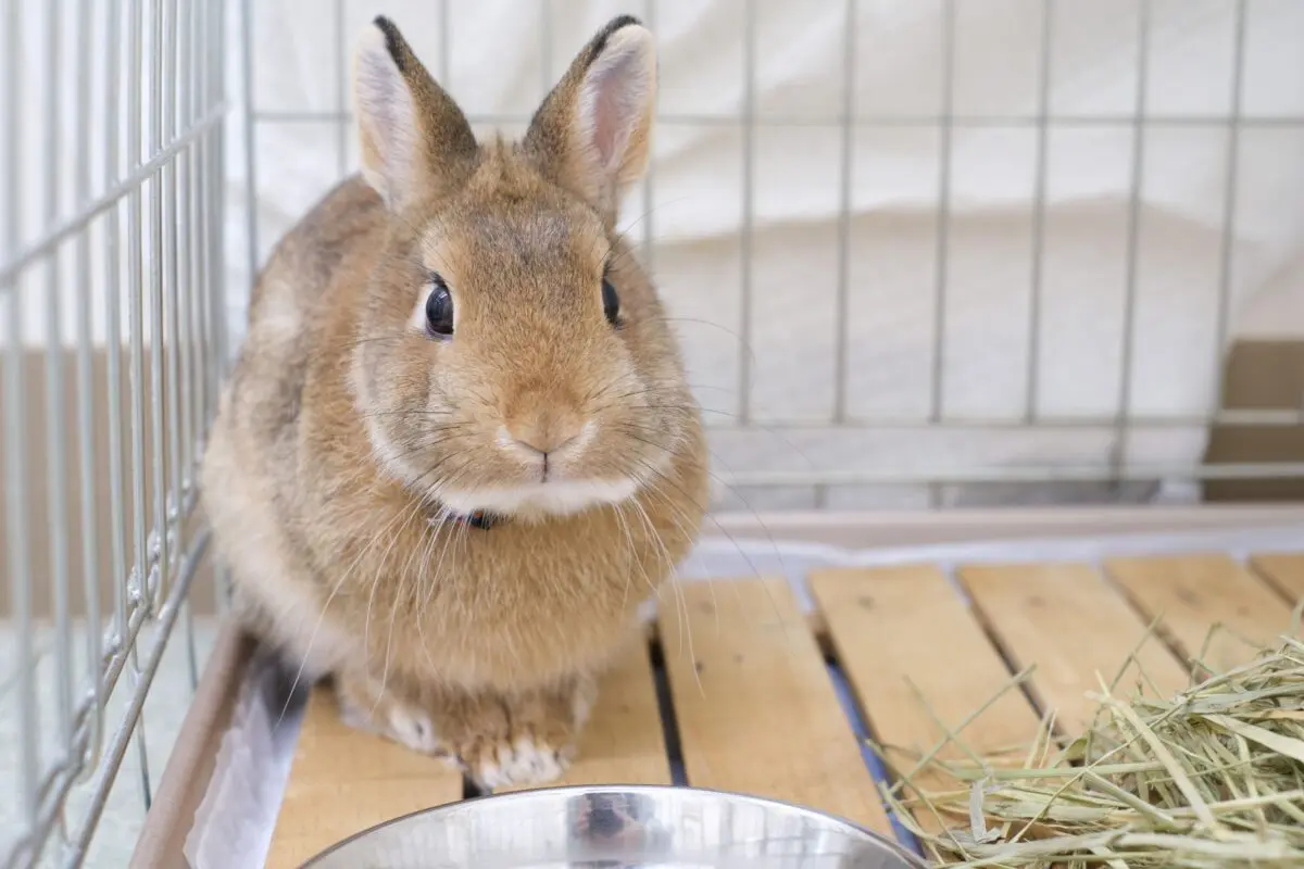 sirabee202603230kanagawa9