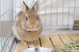 sirabee202603230kanagawa9