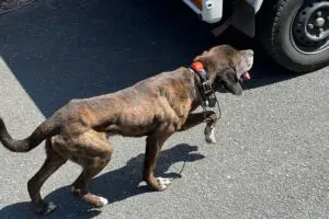 民家の玄関先に猟犬が侵入トラブル、猟師の言動に住民は「怒りを覚えた」　市は「丁寧な対応求めている」と説明