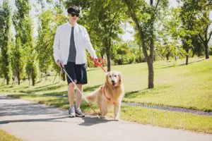 盲導犬を見て犬好きが「無意識にしてしまう」迷惑行為　絶対NGな理由に「知らなかった…」と驚きの声続出