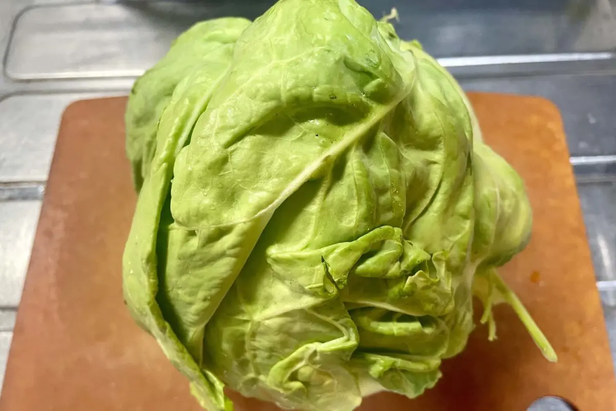 sirabee20260401cabbage1