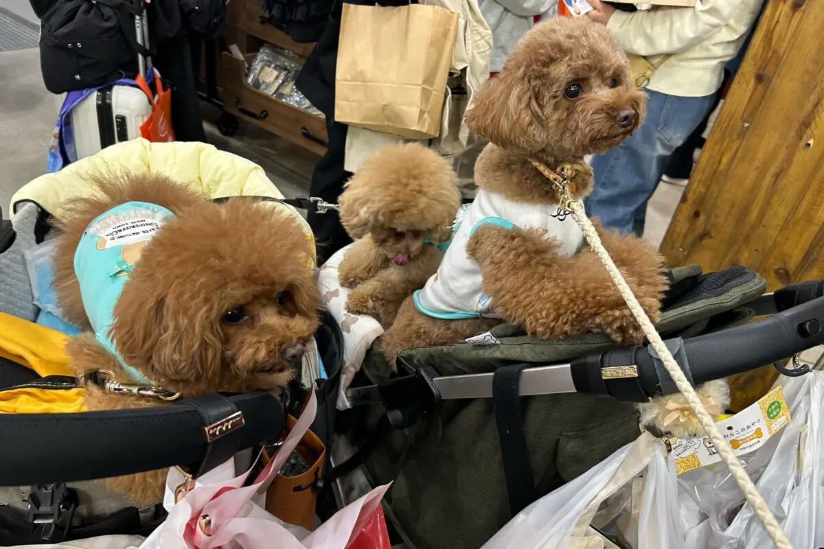 sirabee20260403interpets