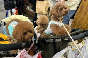 sirabee20260403interpets