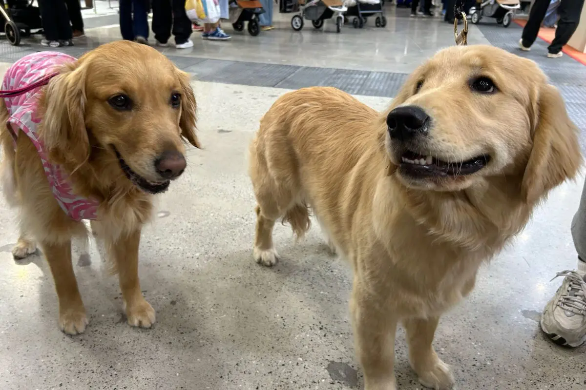 sirabee20260403interpets2